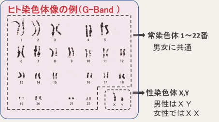 染色体とは