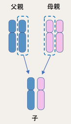 染色体とは
