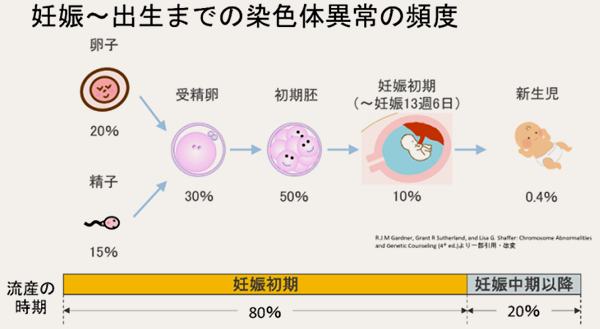 染色体異常（染色体の変化）と流産