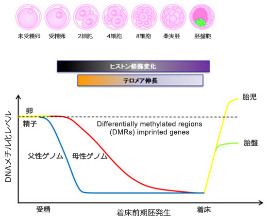 着床前期胚に発現する新規遺伝子によるインプリンティング遺伝子制御領域DMRのDNAメチル化維持機構の解明