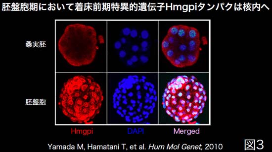 着床前期胚の遺伝子発現制御機構の解明