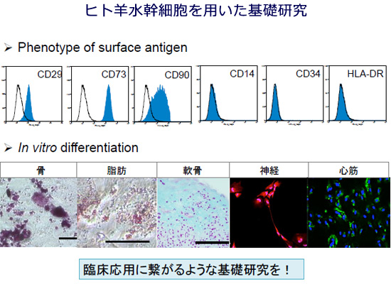 人羊水幹細胞を用いた基礎研究